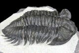 Coltraneia Trilobite Fossil - Huge Faceted Eyes #146573-3